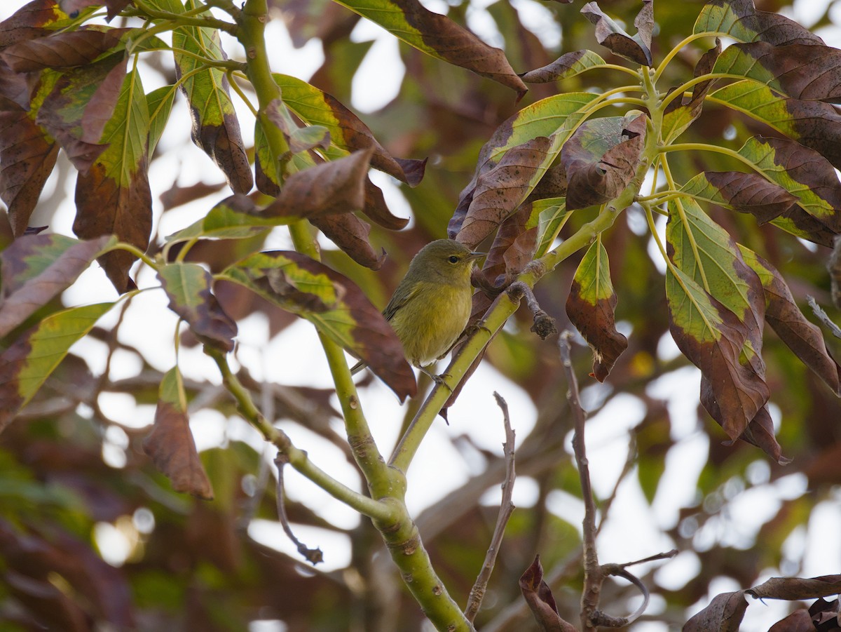 Червоїд оливковий - ML645197818