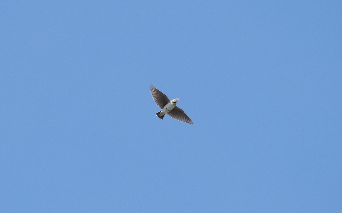 Bimaculated Lark - ML645197836