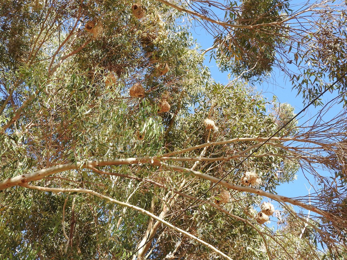 Cape Weaver - ML645197838