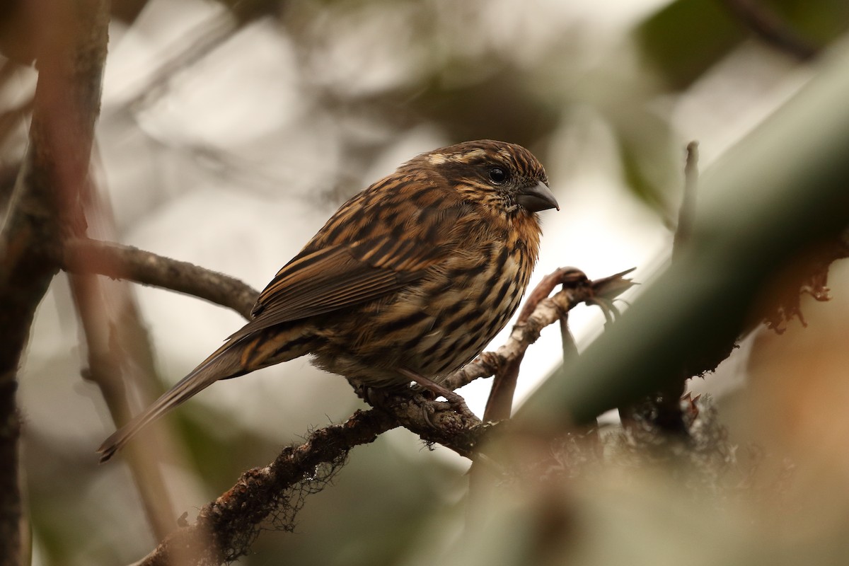 Чечевиця білоброва - ML645197847
