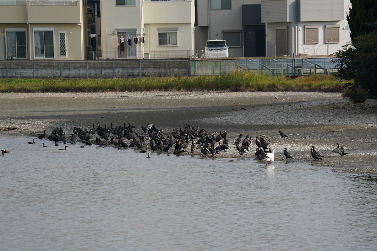 storskarv - ML645197861