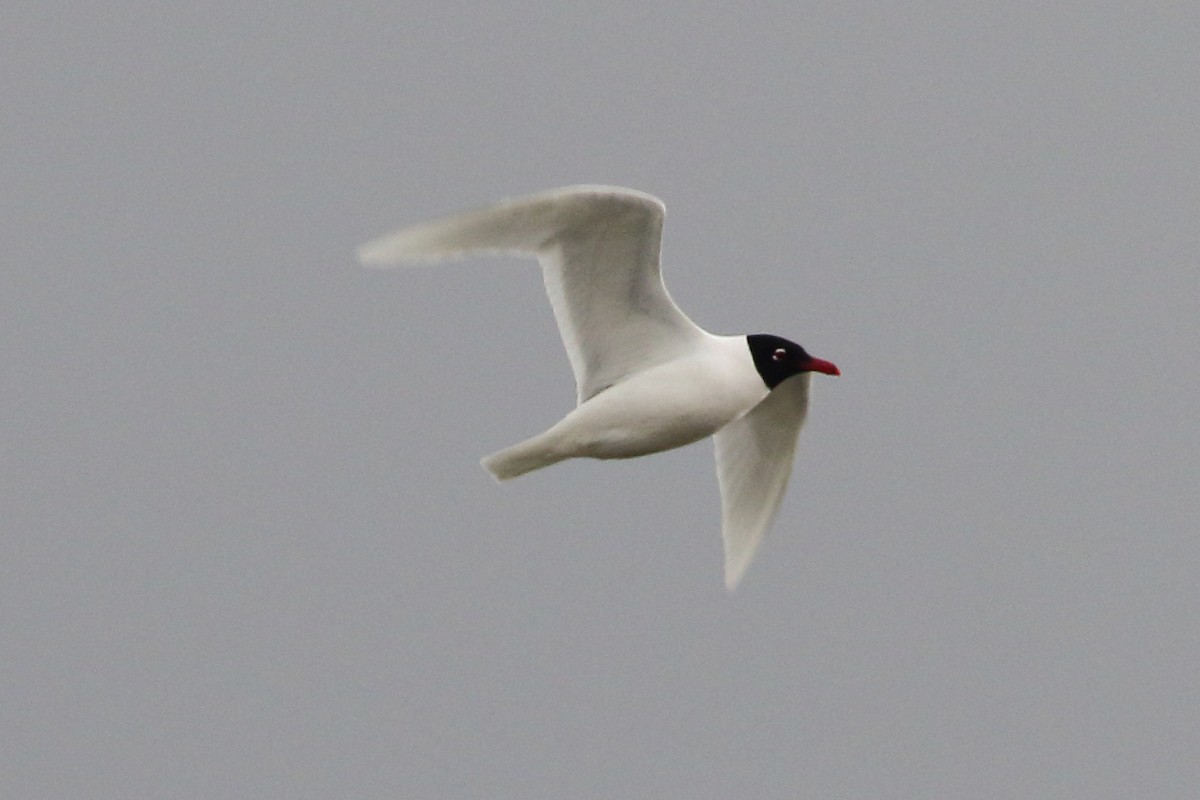 Mediterranean Gull - ML645197864