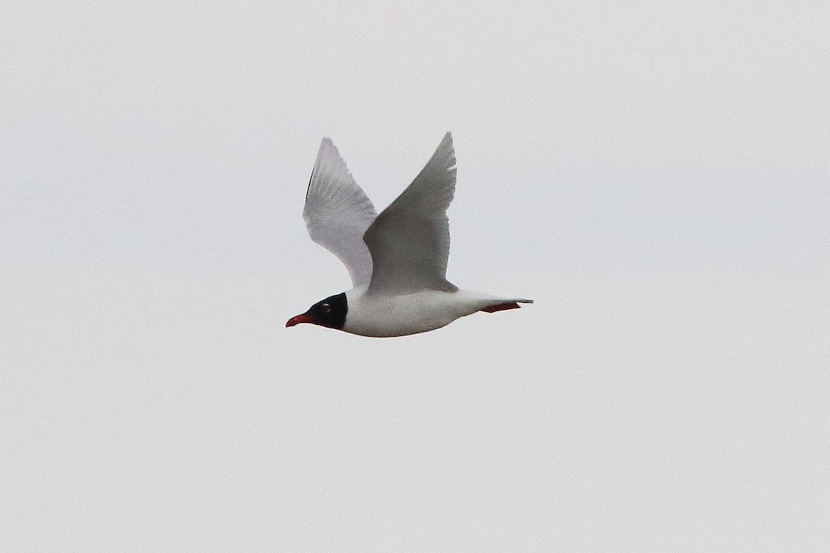 Mediterranean Gull - ML645197865
