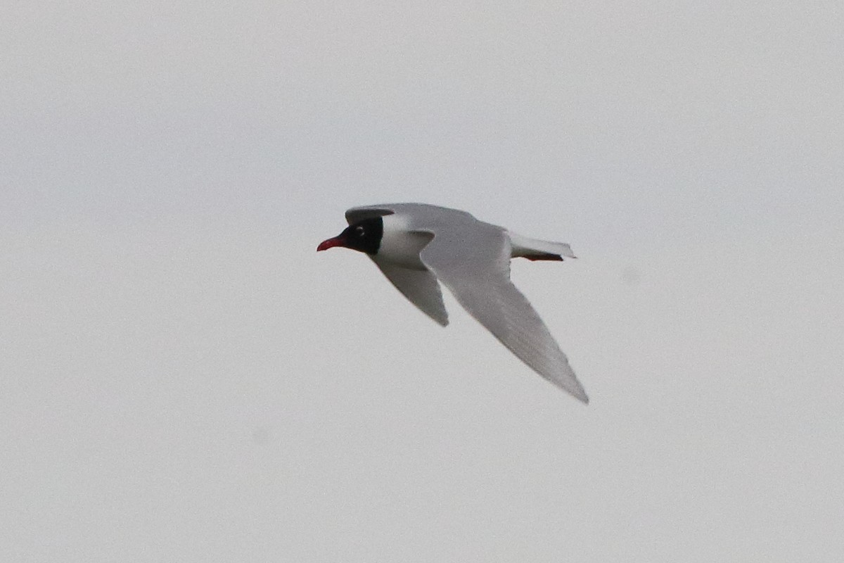 Mediterranean Gull - ML645197866