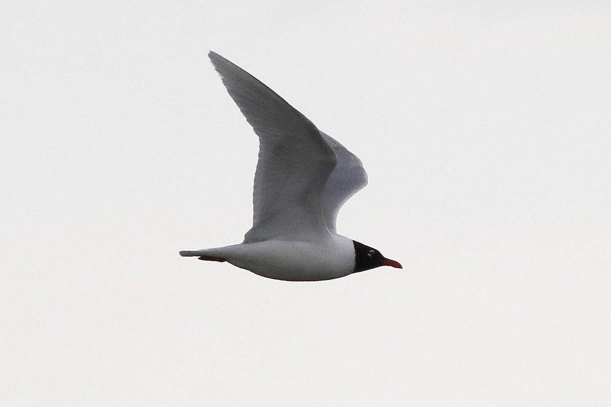Mediterranean Gull - ML645197867