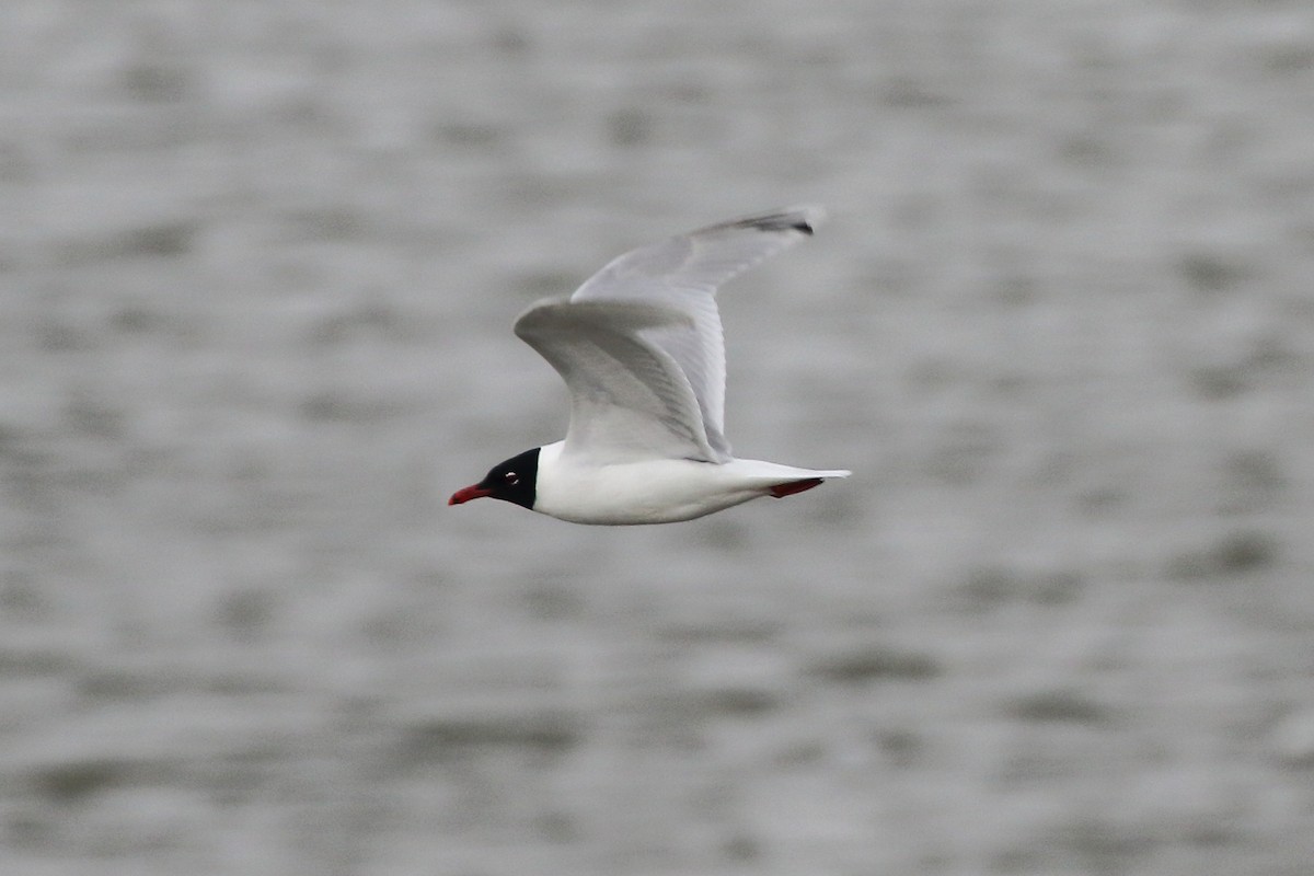Mediterranean Gull - ML645197868