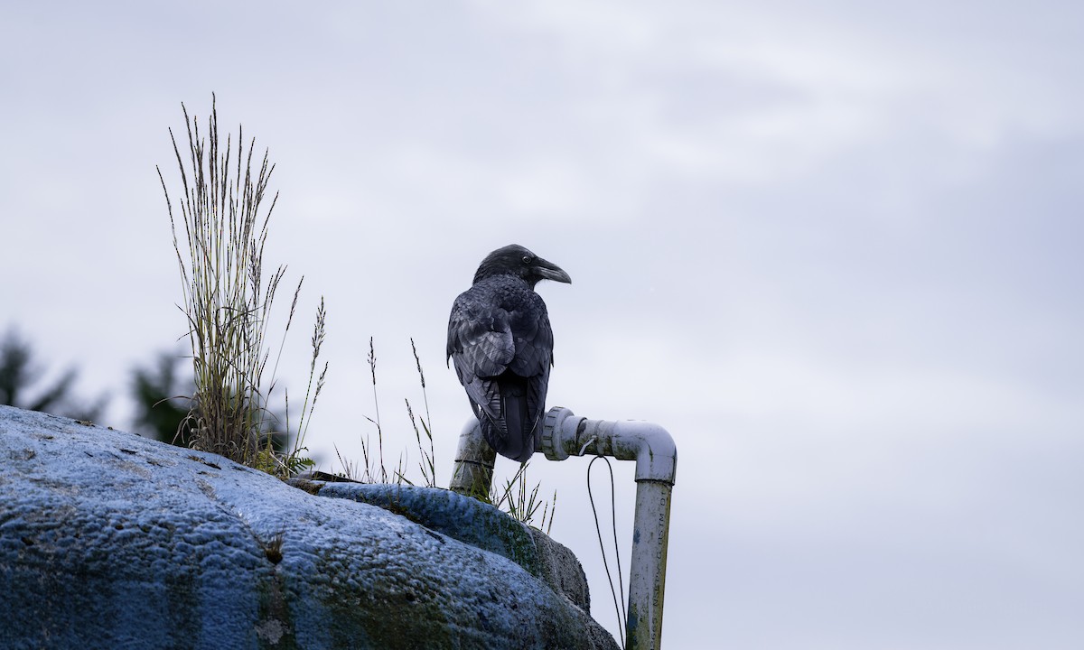 Erroi handia - ML645197870