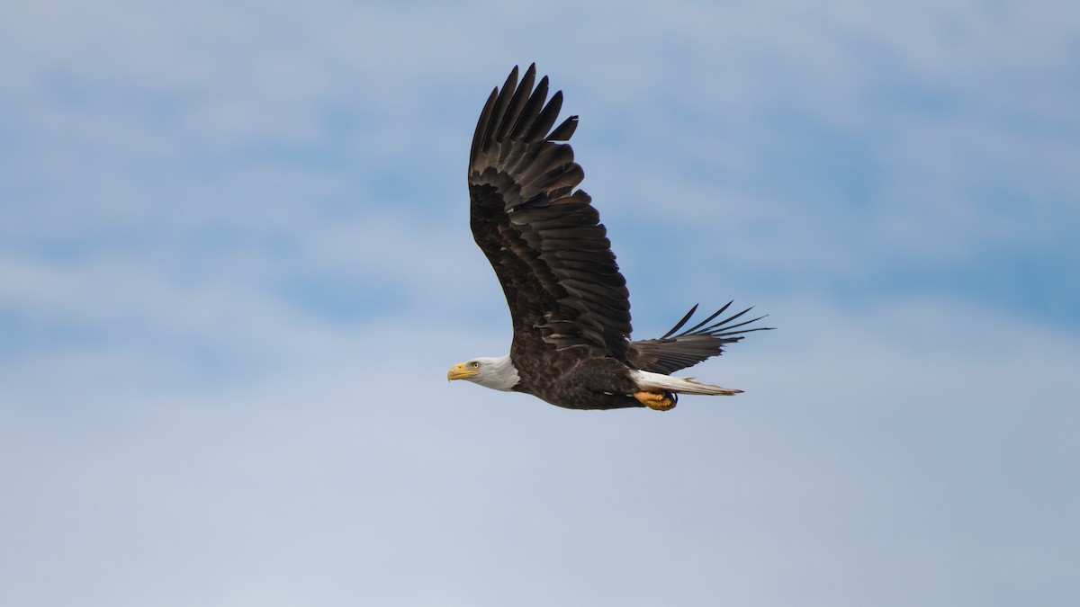 Белоголовый орлан - ML645197872