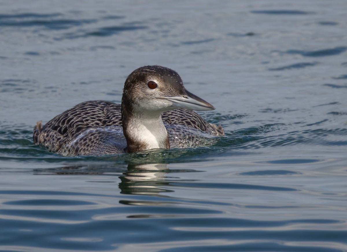 Common Loon - ML645197882