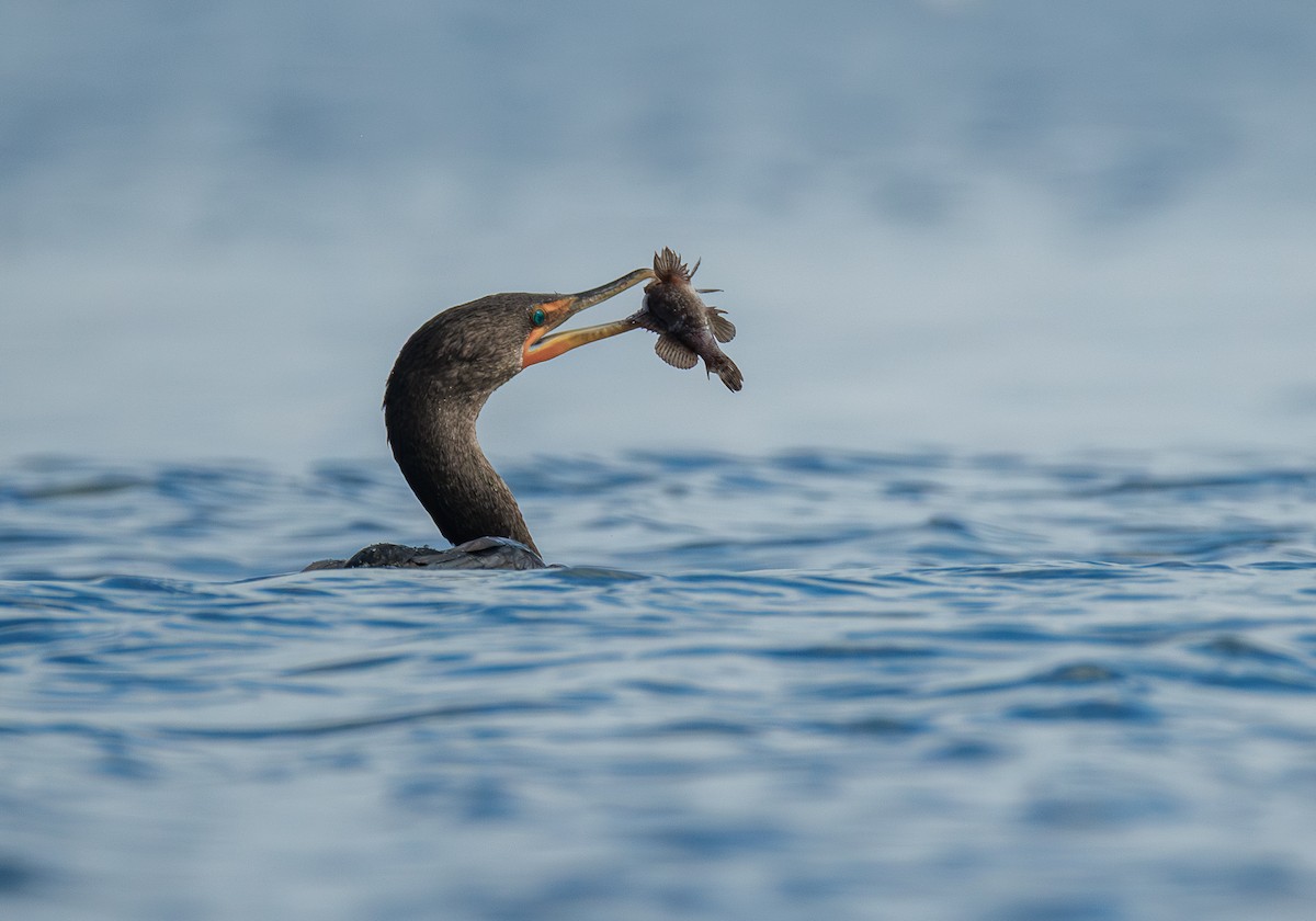 Double-crested Cormorant - ML645197883
