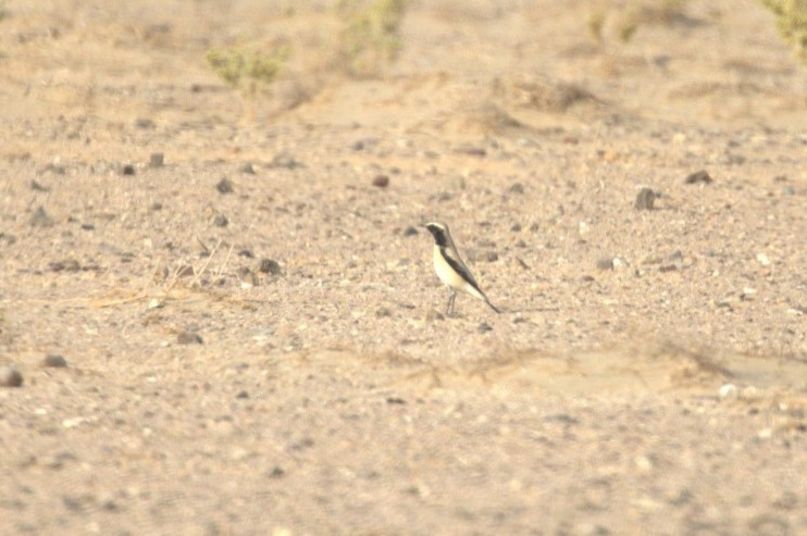 Desert Wheatear - ML645197889