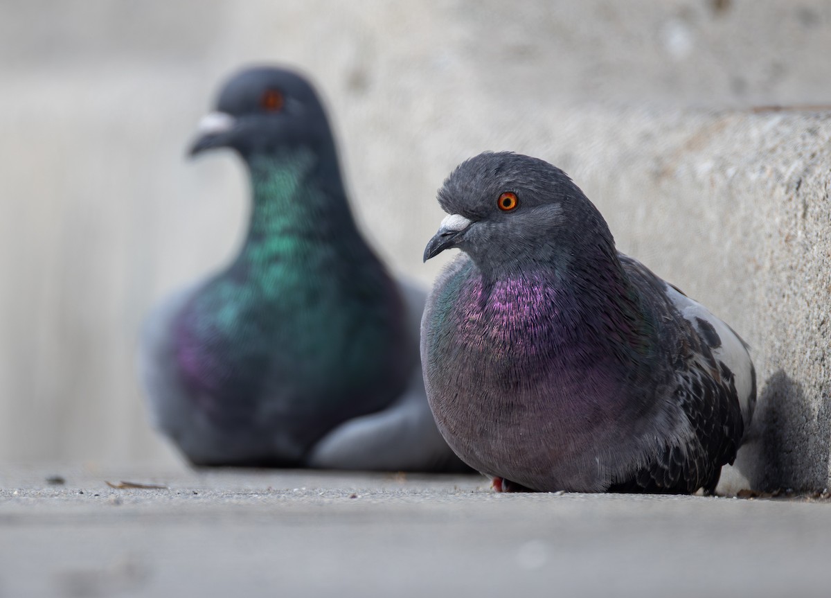 Rock Pigeon (Feral Pigeon) - ML645197893