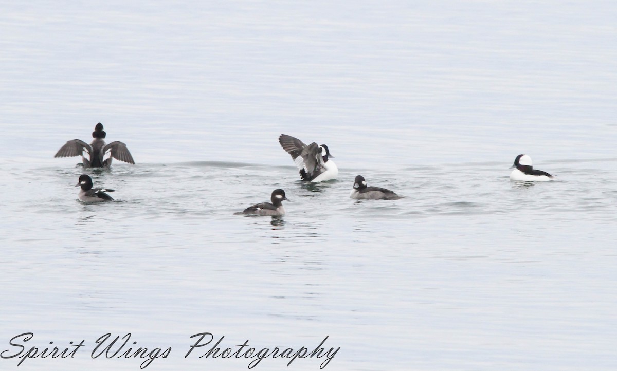 Bufflehead - ML645197899