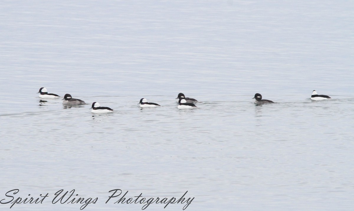 Bufflehead - ML645197900