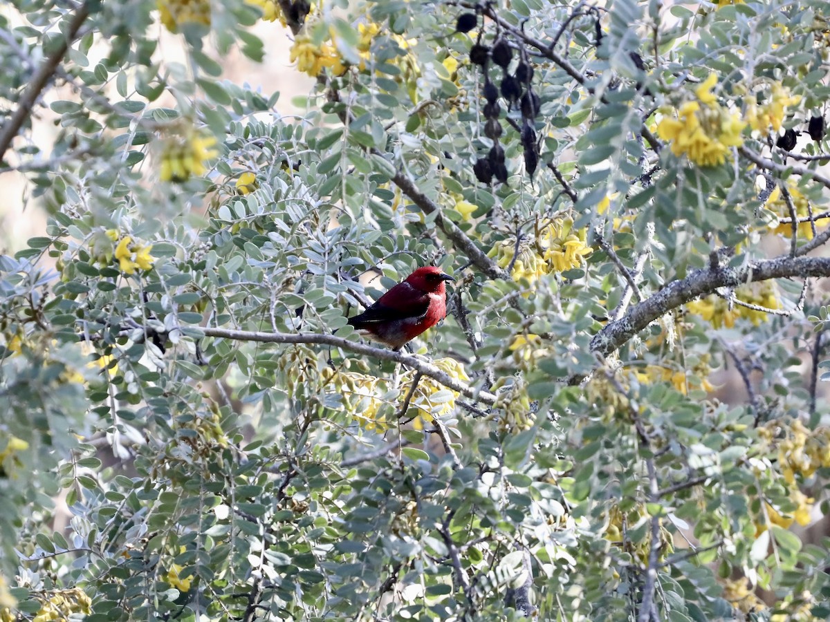 Apapanesi - ML645197904