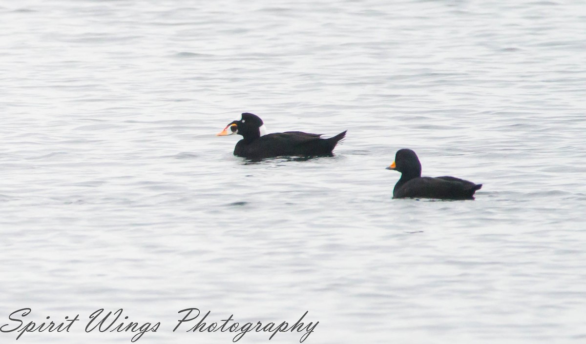 Surf Scoter - ML645197905