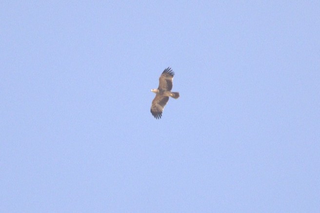 Imperial Eagle - ML645197910