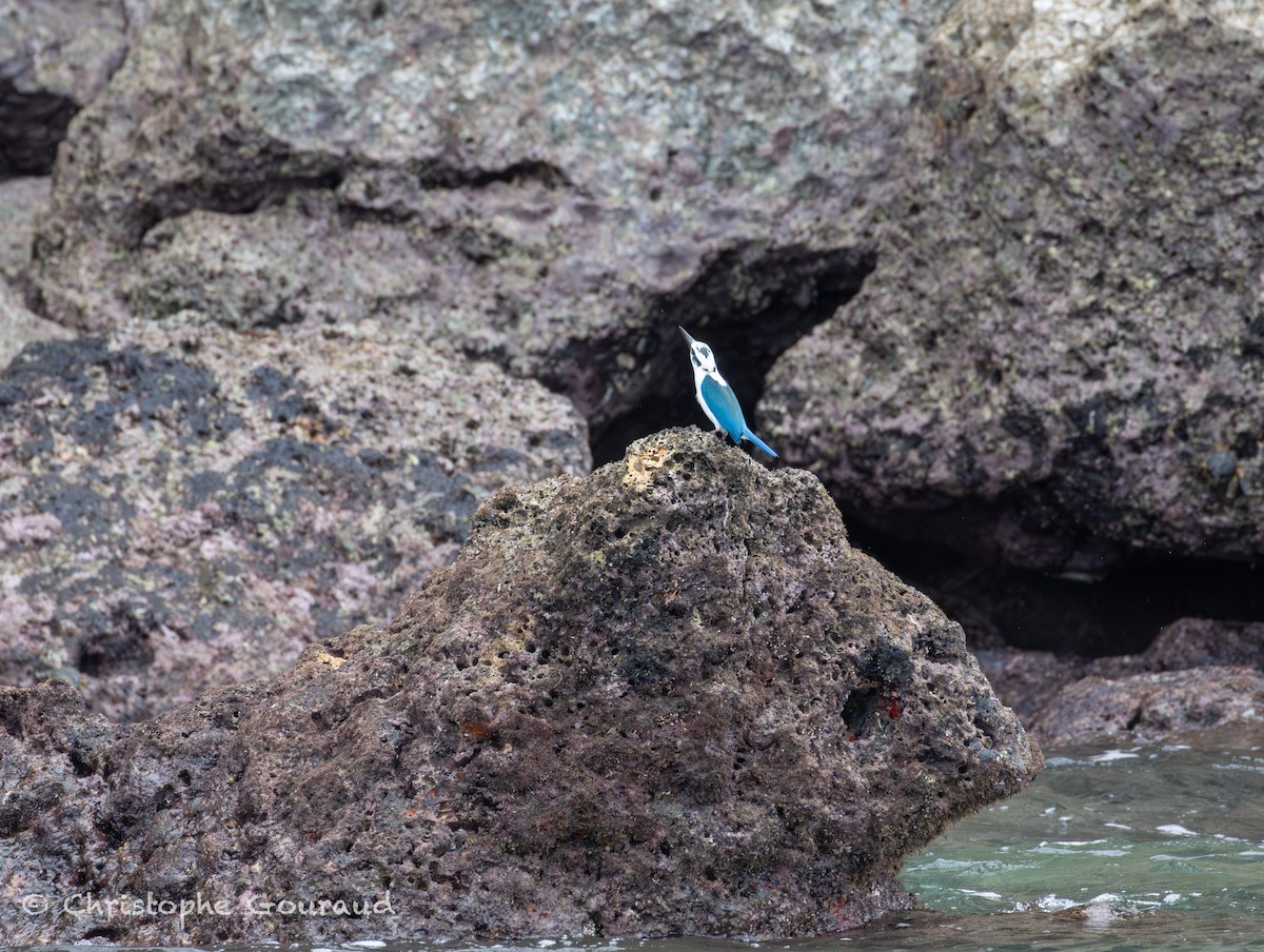 Kumsal Yalıçapkını (saurophagus) - ML645197912
