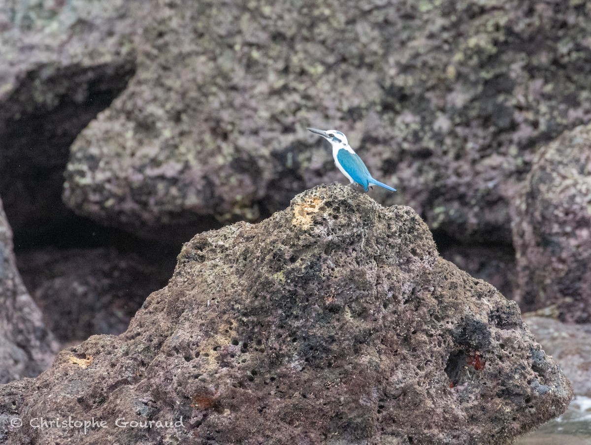 Kumsal Yalıçapkını (saurophagus) - ML645197913