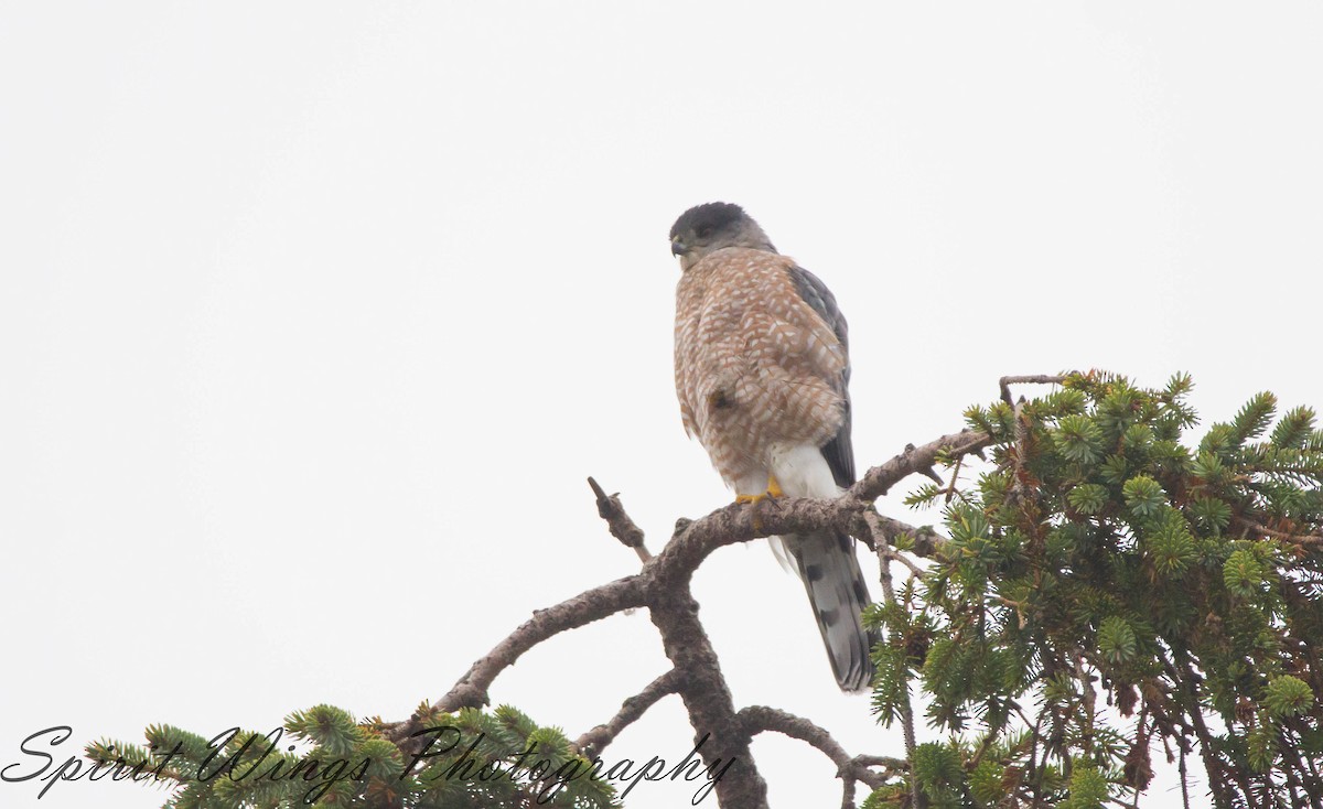Cooper's Hawk - ML645197921