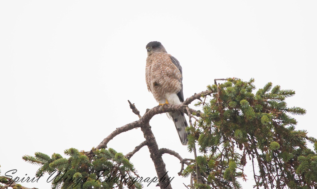 Cooper's Hawk - ML645197922