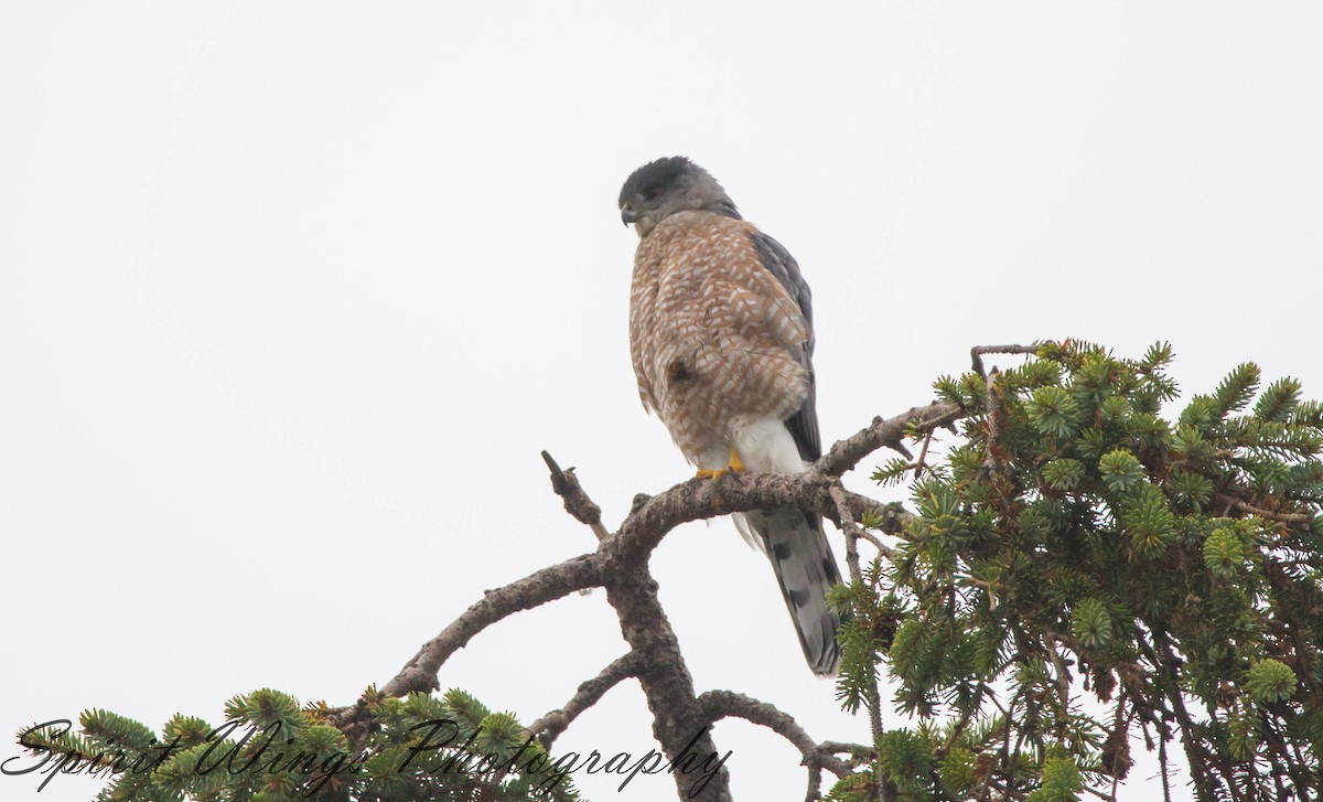 Cooper's Hawk - ML645197923