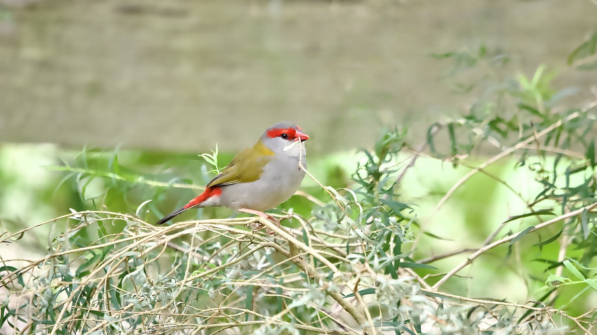 Краснобровая амадина - ML645197925