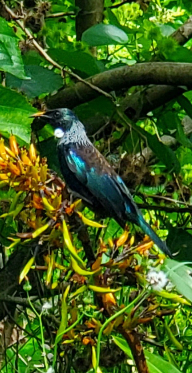 Tui - ML645197948