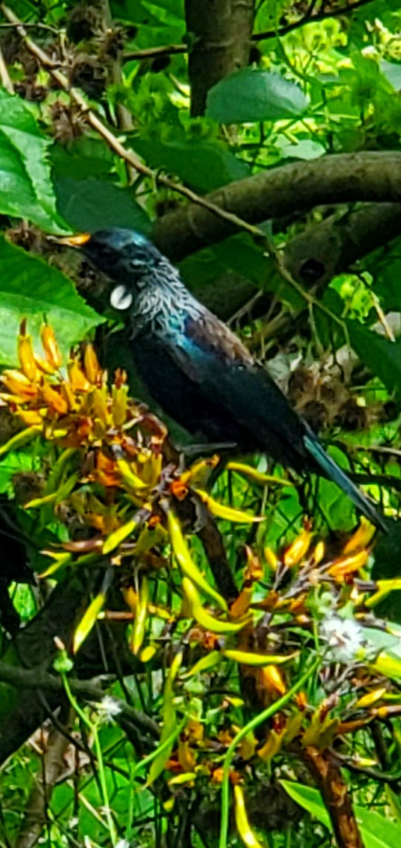 Tui - ML645197949