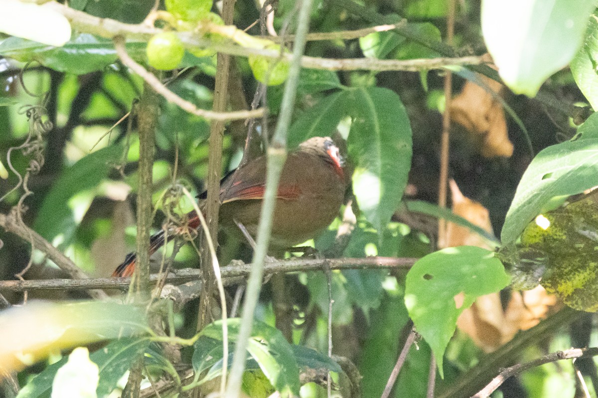 アカガオヤブドリ - ML645197950