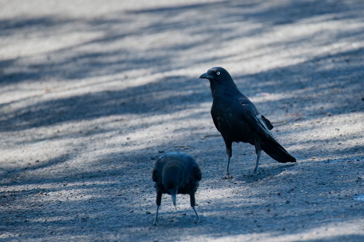 Южноавстралийский ворон - ML645197955
