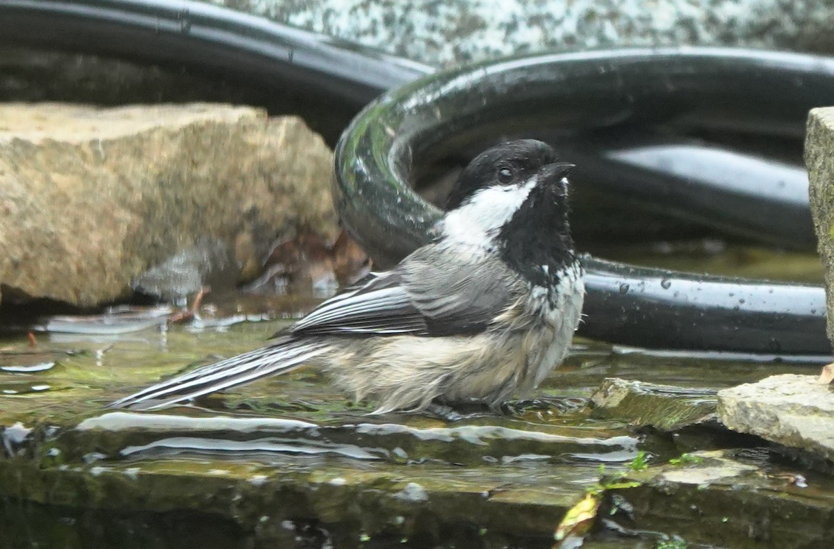 Гаїчка світлокрила - ML645197959