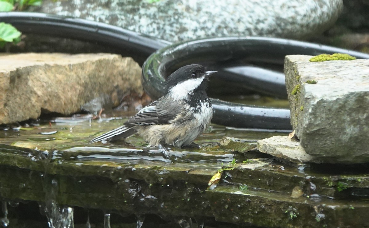 Гаїчка світлокрила - ML645197960