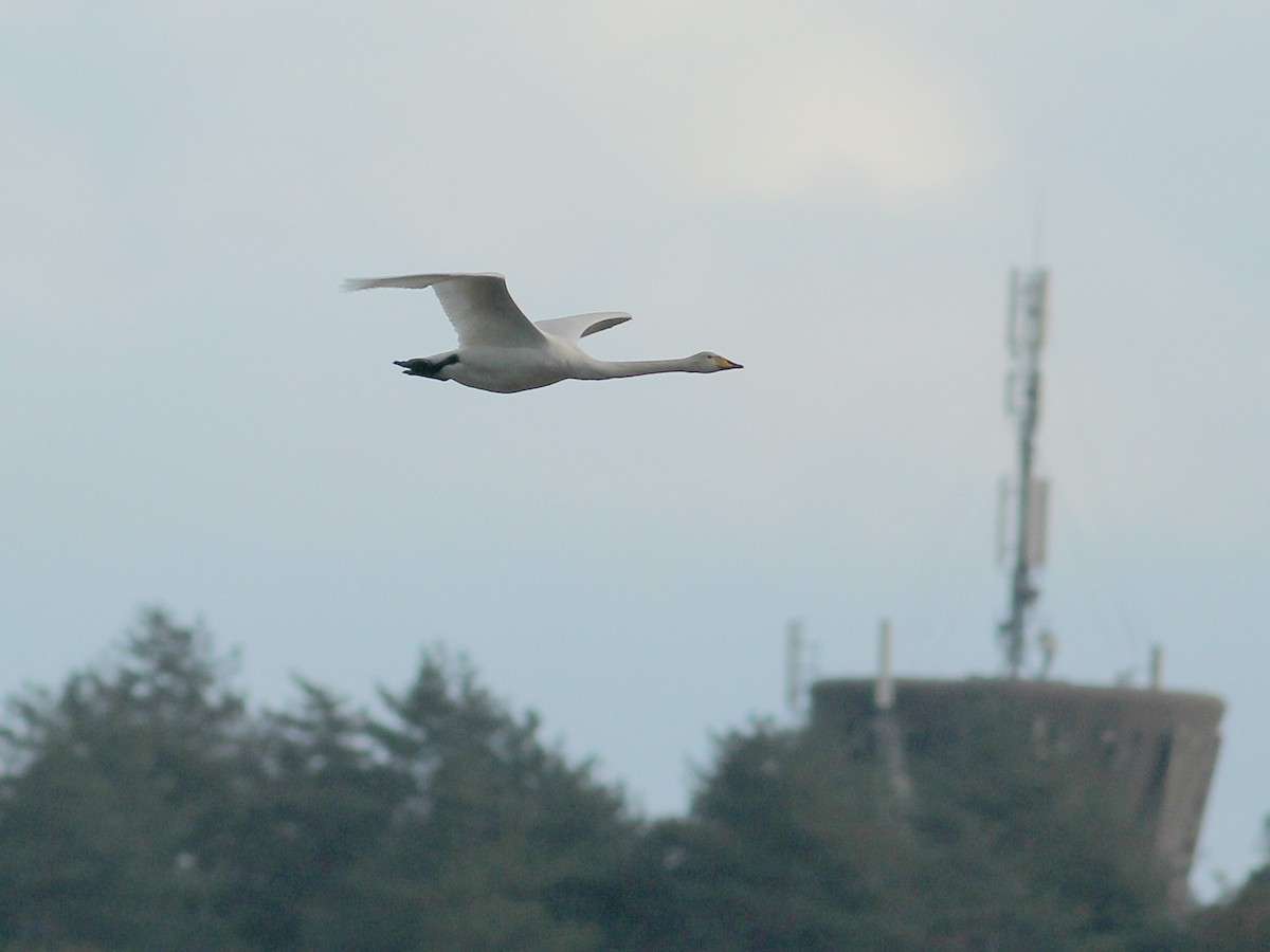 Ötücü Kuğu - ML645197967