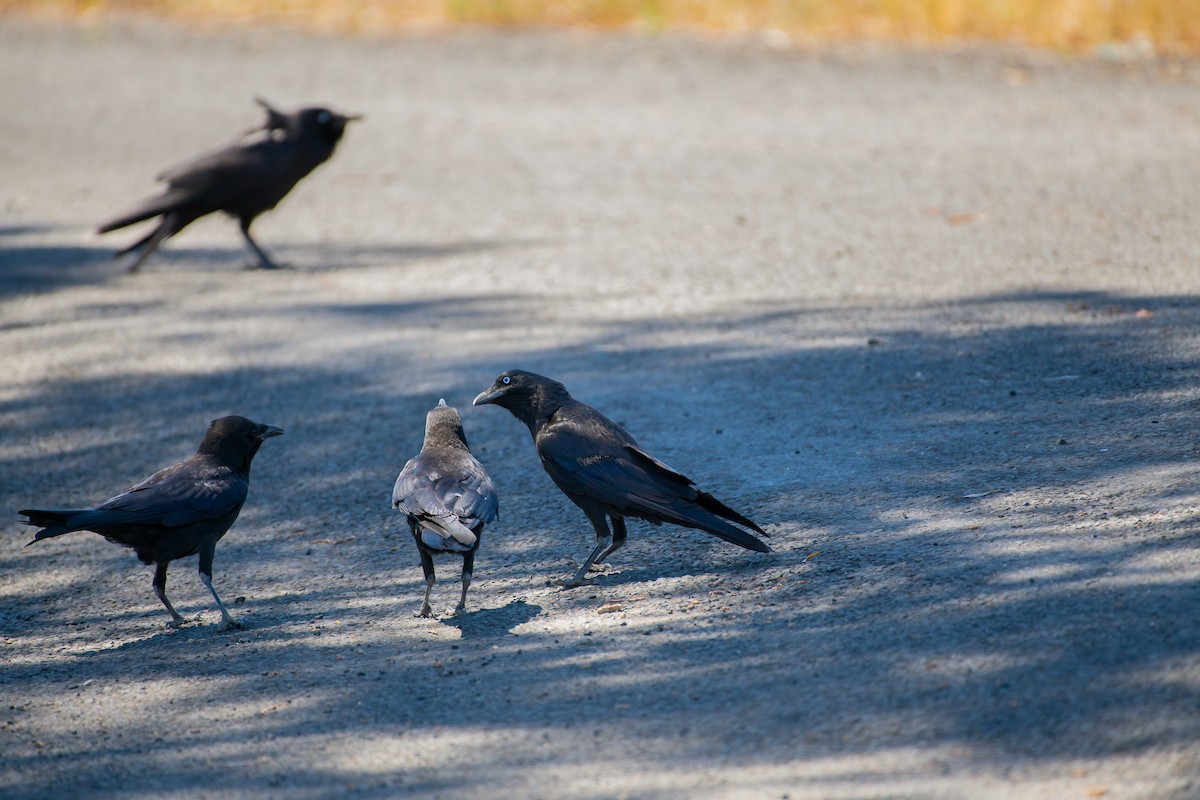 Южноавстралийский ворон - ML645197969