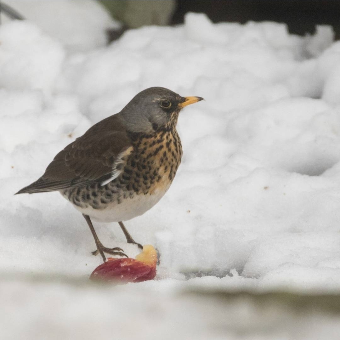 drozd kvíčala - ML645197973