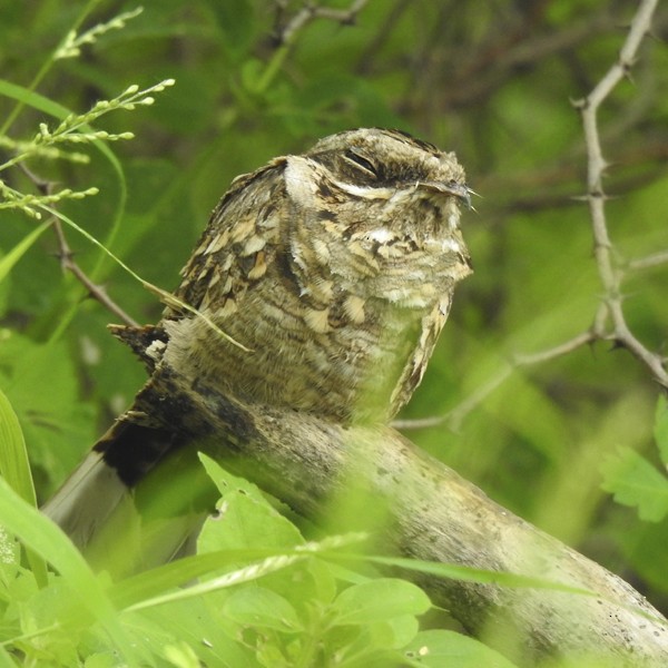 Chotacabras Hindú - ML645197980