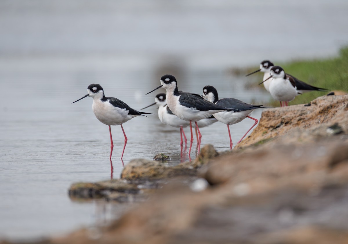 Black-necked Stilt - ML645197981