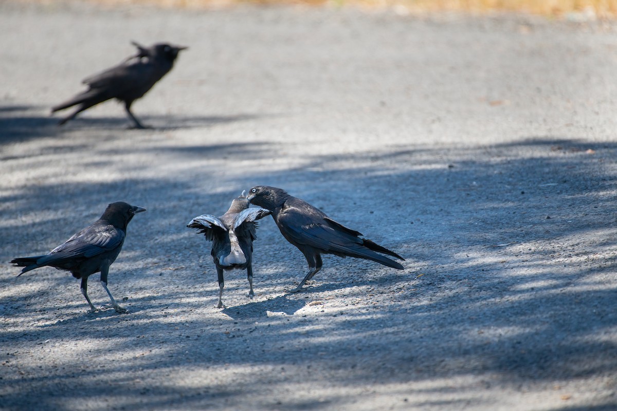 Южноавстралийский ворон - ML645197983