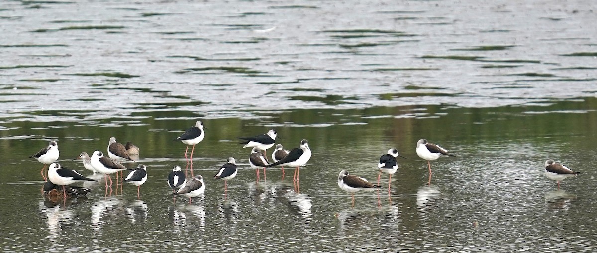 Black-winged Stilt - ML645197990
