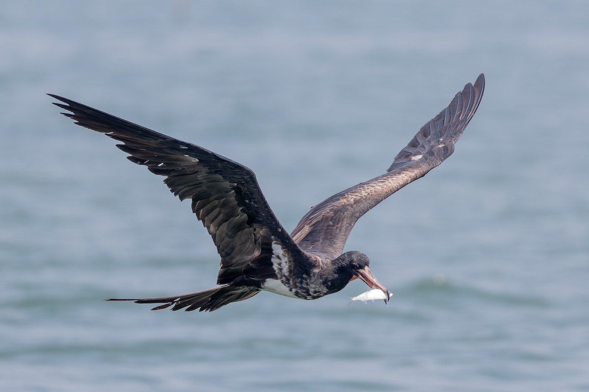Christmas Island Frigatebird - ML645197993