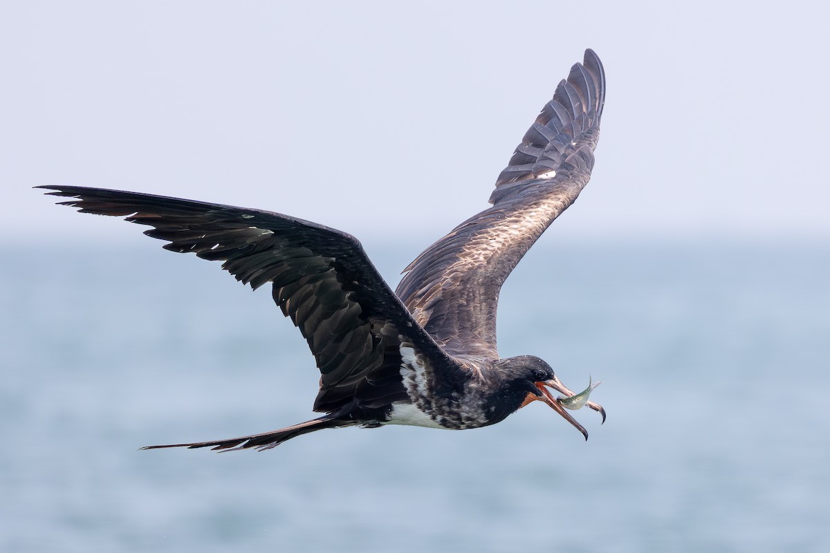 Christmas Island Frigatebird - ML645197994