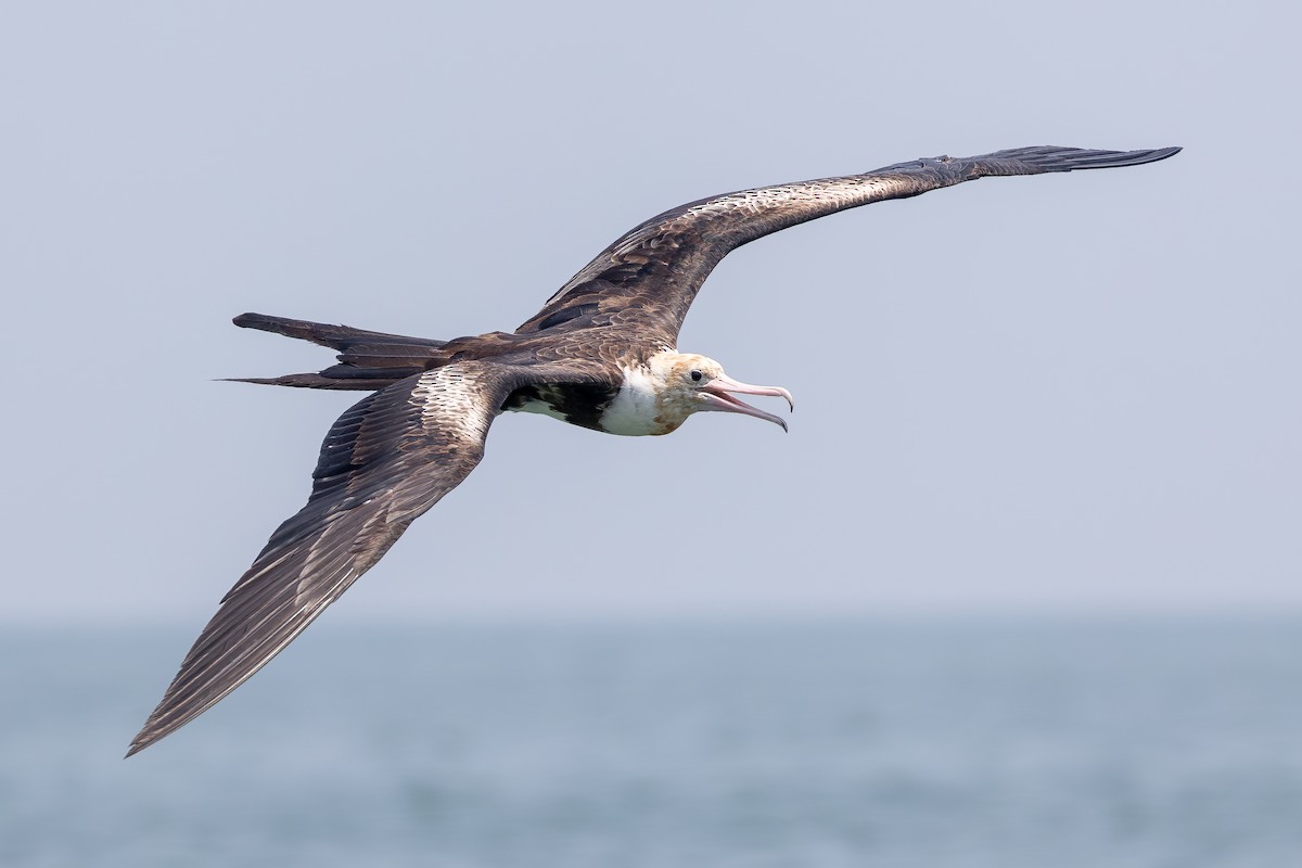 Christmas Island Frigatebird - ML645197995