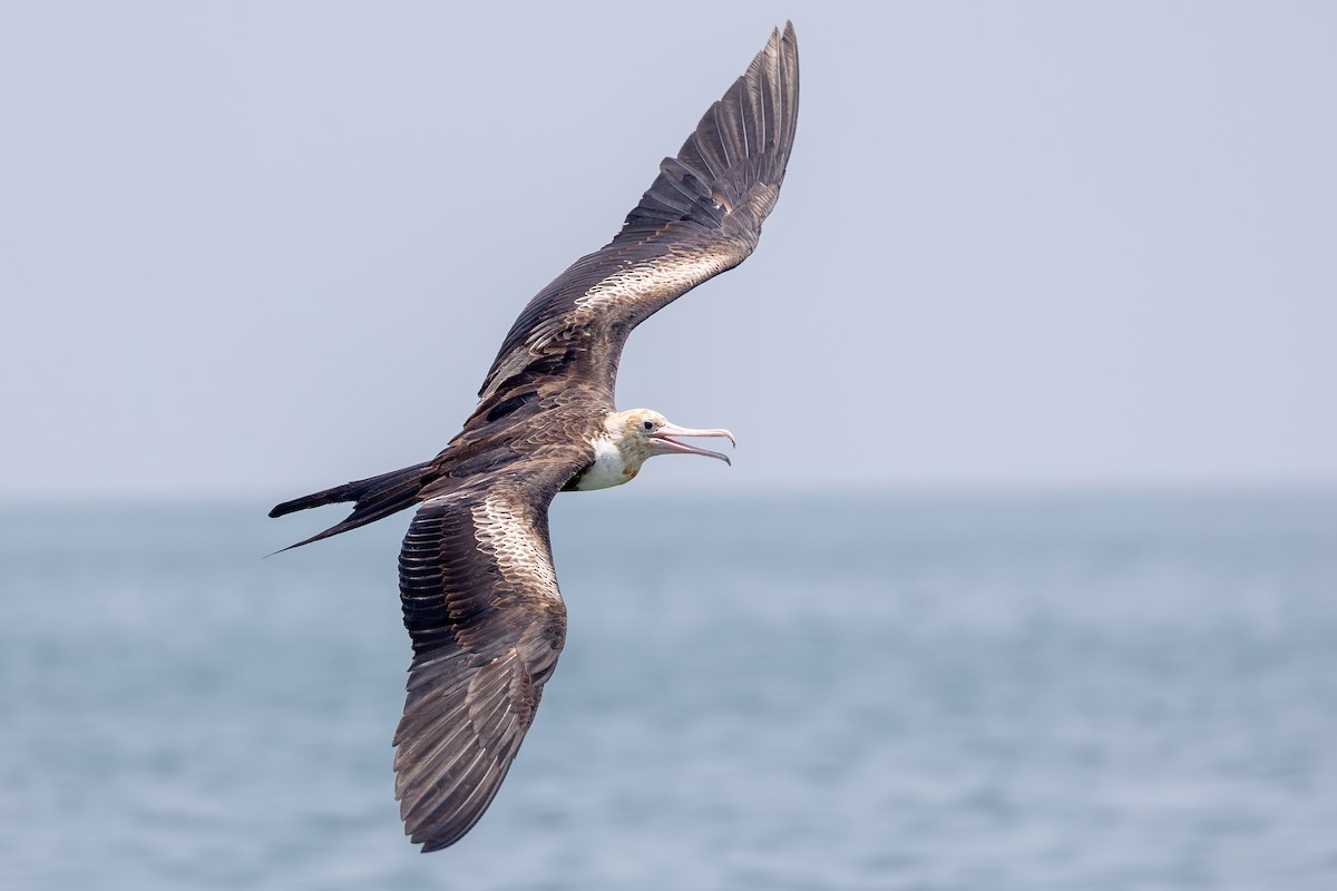 Christmas Island Frigatebird - ML645197996