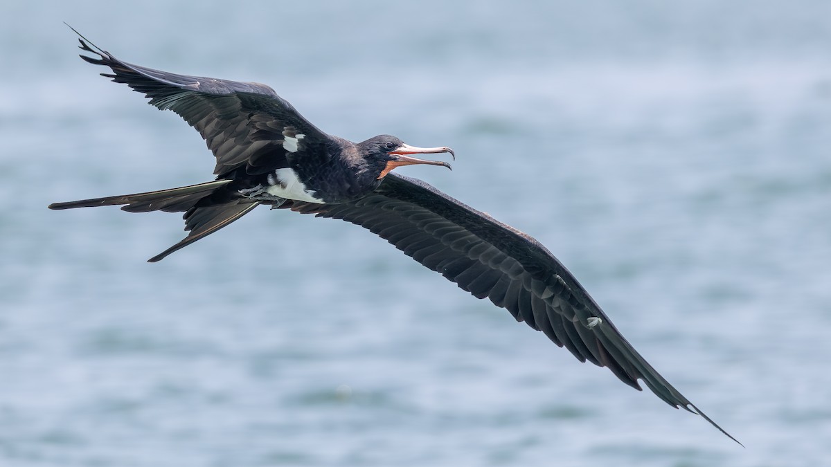 Christmas Island Frigatebird - ML645197997