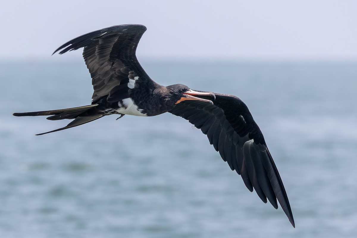 Christmas Island Frigatebird - ML645197998