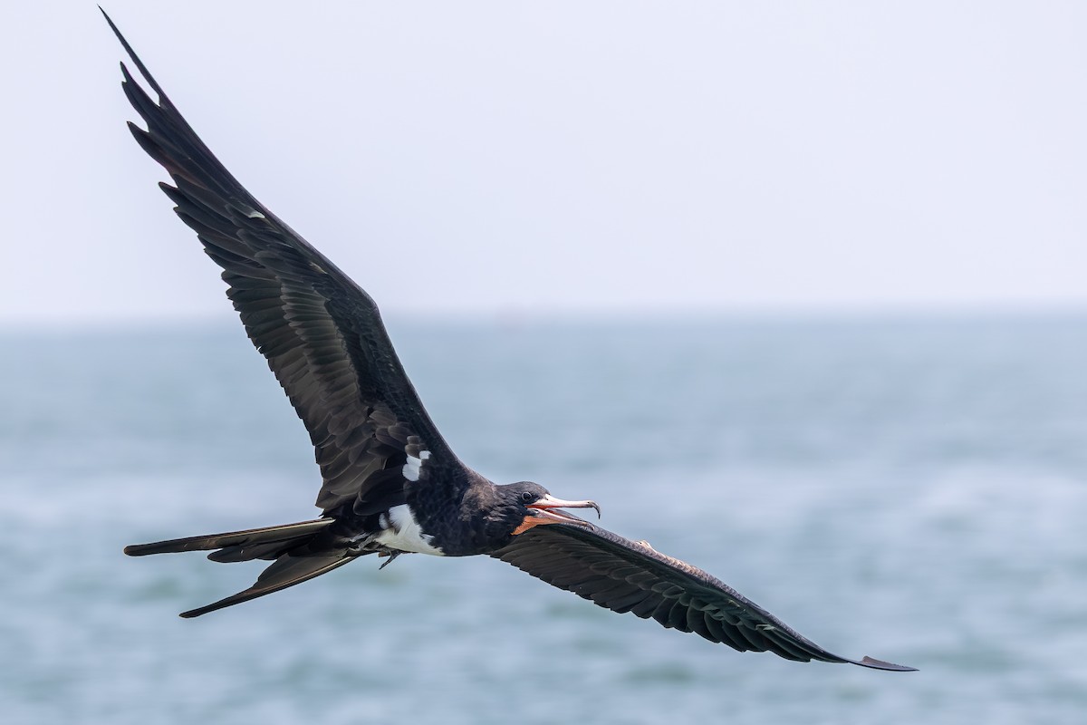Christmas Island Frigatebird - ML645197999