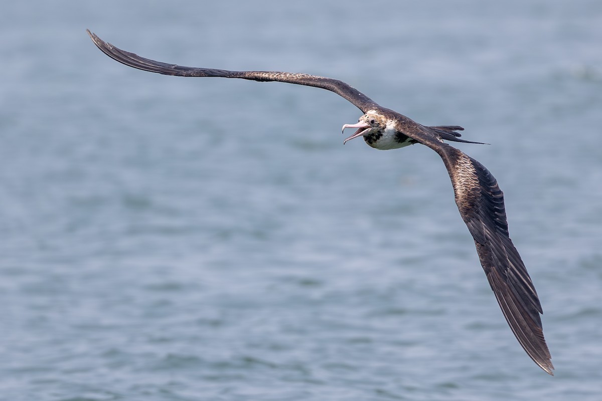 Christmas Island Frigatebird - ML645198000