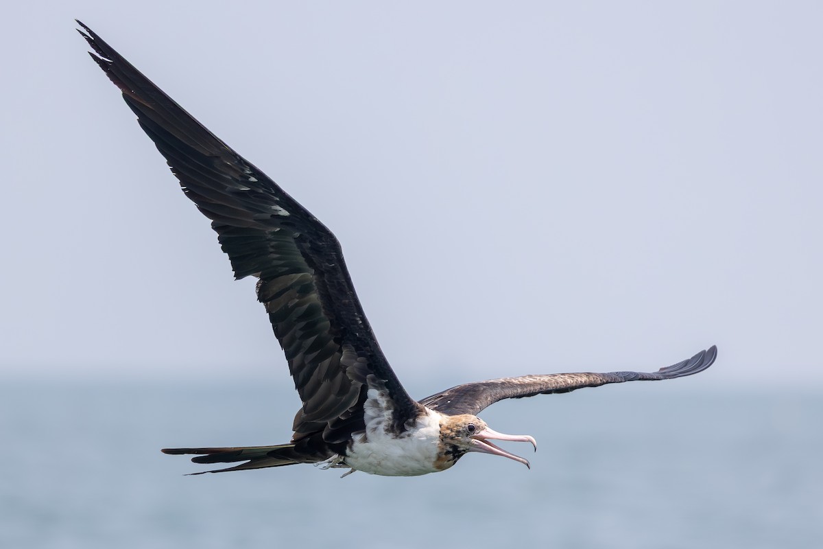 Christmas Island Frigatebird - ML645198001