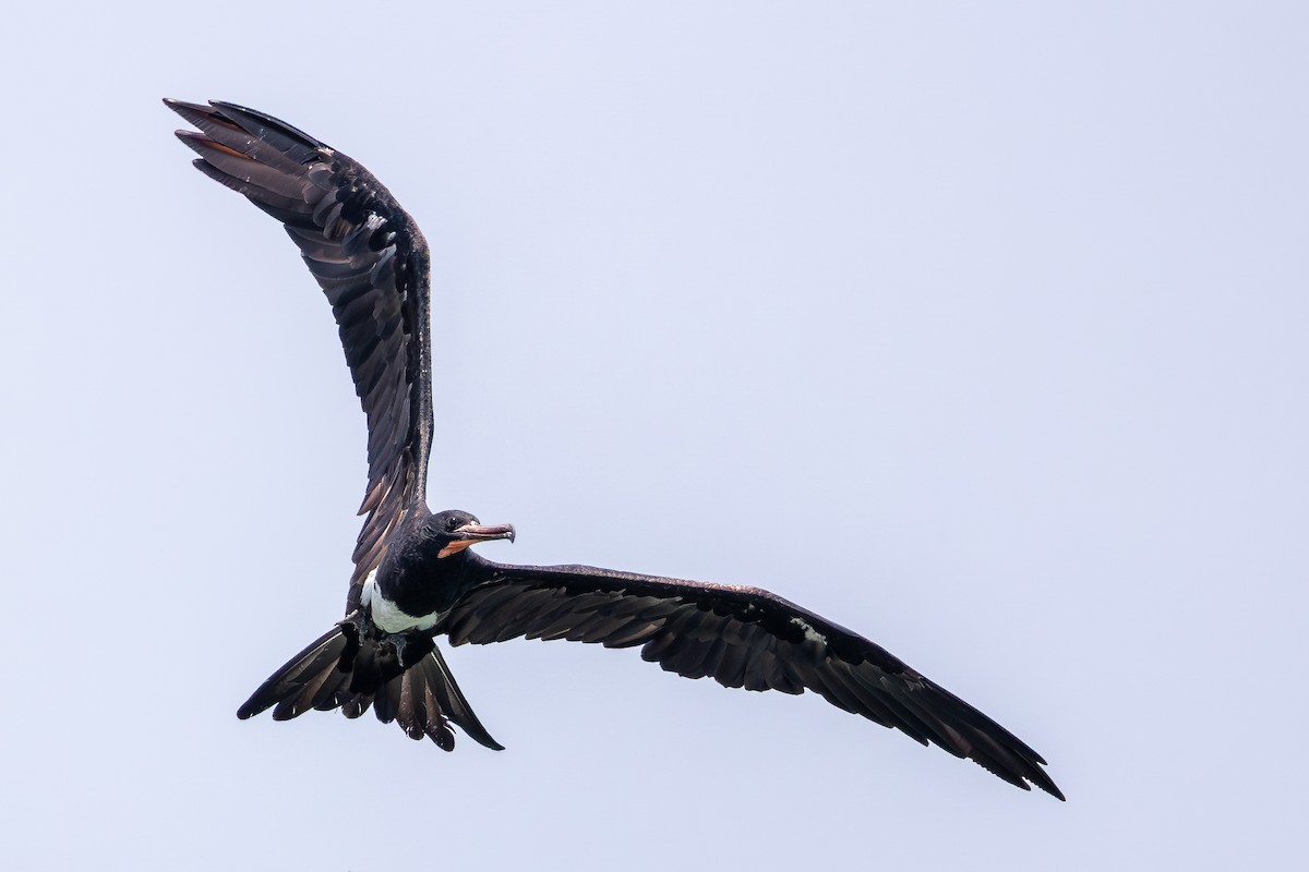Christmas Island Frigatebird - ML645198002